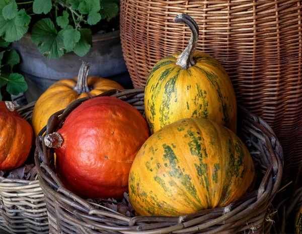 Pumpkins Different Sizes Colors Basket — Stock Photo, Image