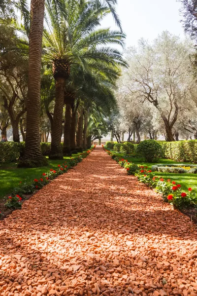 Camino Entre Los Árboles Los Jardines Bahai — Foto de Stock