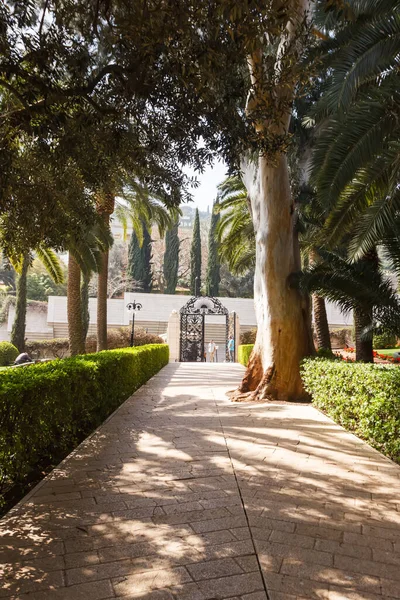 Bahai Bahçeleri 'ndeki ağaçların arasındaki patika.