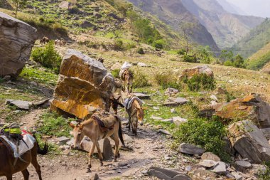 Manaslu bölgesinde dağlarda bir patikada yüklenmiş eşekler.