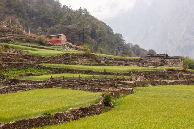 Himalayalar 'da bir dağ yamacında evi olan bir tarla manzarası.