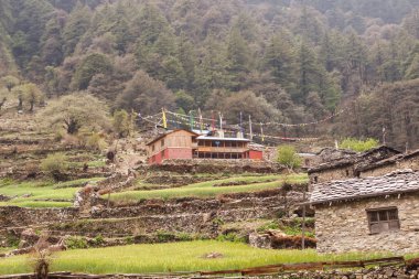 Himalayalar 'da bir dağ yamacında evi olan bir tarla manzarası.