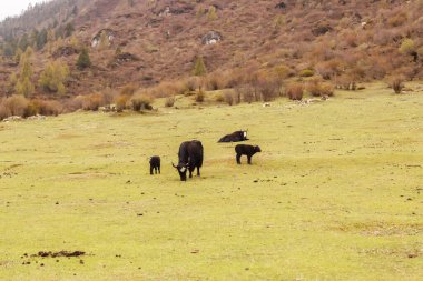 Himalayalar 'daki dağ vadisinde evler, öküzler ve atlar