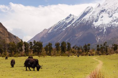 Himalayalar 'ın Manaslu bölgesindeki vadi ve dağ tepeleri manzaralı.