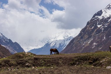 Manaslu bölgesindeki kar kaplı Himalaya dağlarının arka planında bir at otluyor..