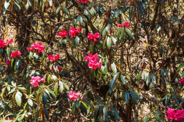 Himalayalar 'ın dağ vadisinde Rhododendron çiçekleri