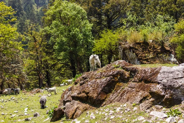 Keçiler Himalayaların aşağısında otlar.