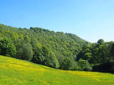 İlkbahar güneşli doğada çiçek kaplı çayır, batı York 'taki Hebden Köprüsü yakınlarındaki Midgehole yakınlarında parlak yeşil ormanlarla çevrili.