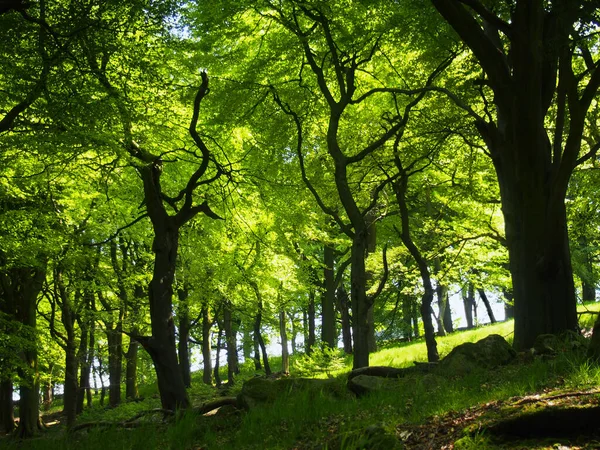 Les Velkých Bukových Stromů Listy Ozářenými Jasným Ranním Sluncem — Stock fotografie