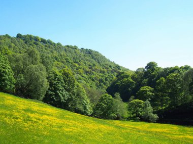 İlkbahar güneşli doğada çiçek kaplı çayır, batı York 'taki Hebden Köprüsü yakınlarındaki Midgehole yakınlarında parlak yeşil ormanlarla çevrili.