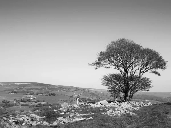 Single Tree Rock Covered Meadow Looking Calder Valley Midgley Moor — Stock Photo, Image