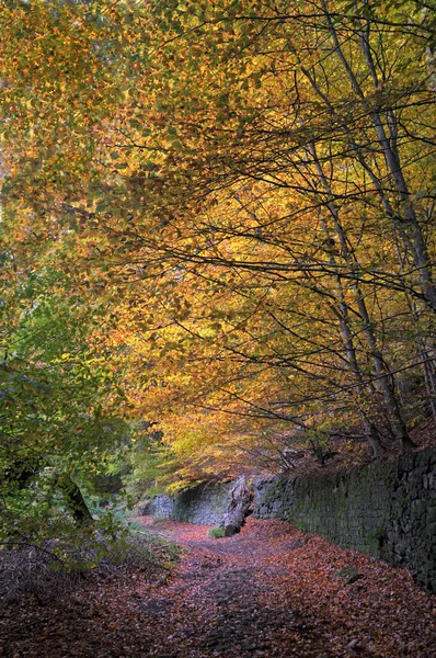 秋天的林地里 在青苔覆盖的石墙旁边 有一条阳光灿烂的小径 长满了橙色和金色的叶子 — 图库照片