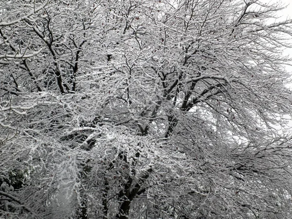 Ramas Árboles Invierno Cubiertas Nieve Contra Cielo Azul — Foto de Stock