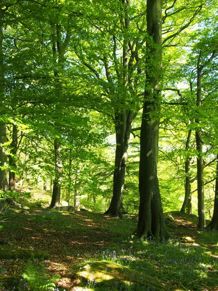 Jarní Lesy Velkými Bukovými Stromy Jasně Zelenými Zářícími Listy Ozářenými — Stock fotografie