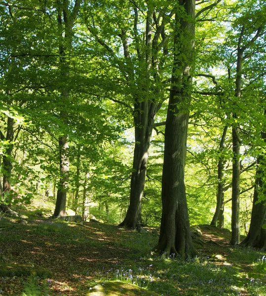 Lentebos Met Grote Beukenbomen Met Fel Groen Gloeiende Bladeren Verlicht — Stockfoto
