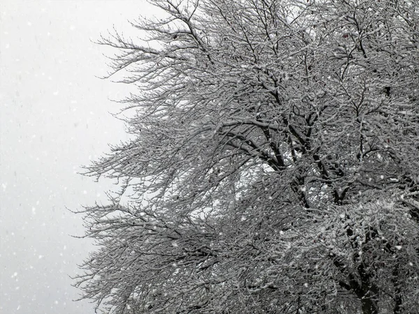 Χειμωνιάτικα Κλαδιά Δέντρων Καλυμμένα Χιόνι Πάνω Γαλάζιο Ουρανό — Φωτογραφία Αρχείου