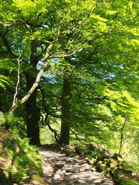 Frühlingswald Mit Einem Steinweg Zwischen Großen Buchen Mit Leuchtend Grün — Stockfoto