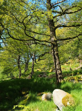 Parlak yeşil yaprakları olan büyük kayın ağaçlarının olduğu bahar ormanlık. Yerde kayaların arasında büyüyen parlak sabah güneşiyle aydınlanan çimenler.