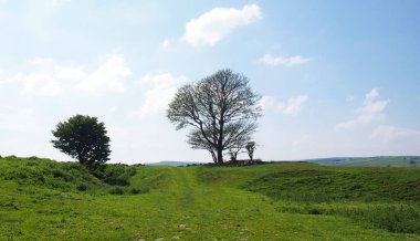 Yüksek çayırlardaki bahar ağaçları Calder Vadisi 'ni ve Batı Yorkshire' daki Midgley bozkırını izliyor.