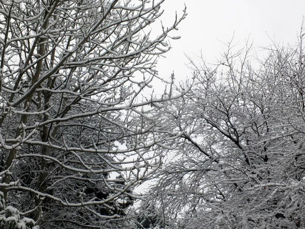 Χειμωνιάτικα Κλαδιά Δέντρων Καλυμμένα Χιόνι Πάνω Γαλάζιο Ουρανό — Φωτογραφία Αρχείου