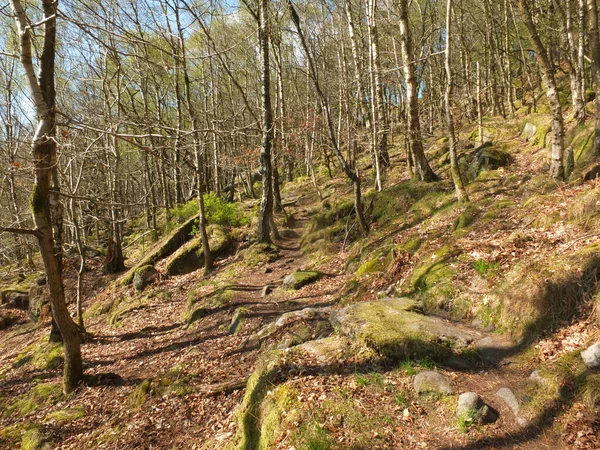 Birkenwald Einem Steilen Hang Mit Moosbedeckten Felsbrocken Und Blauem Sonnenbeschienenen — Stockfoto