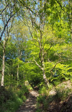 Parlak sabah güneşiyle aydınlatılan parlak yeşil yaprakları olan büyük kayın ağaçları arasında dar bir yolu olan ilkbahar ormanları.