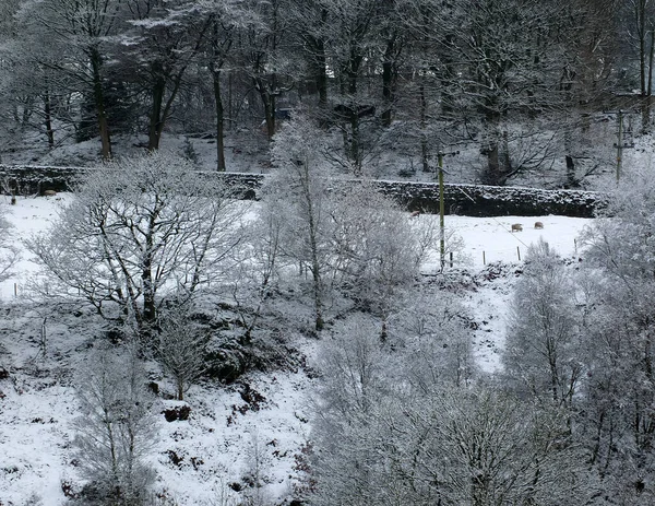 Kış Manzarası Karla Kaplı Ormanlık Açık Mavi Gökyüzü Olan Tarlalar — Stok fotoğraf