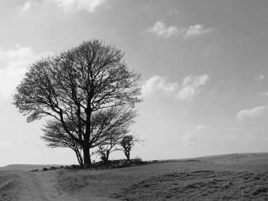 Bir tepenin üstündeki kayalarla çevrili tek bir ağaç Calder Vadisi 'ni ve batı Yorkshire' daki Midgley bozkırını gözetliyor.