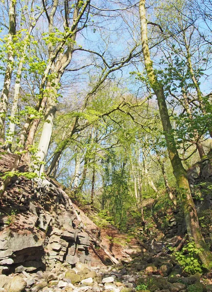 Jeunes Arbres Aux Feuilles Printanières Bourgeonnantes Poussant Côté Petit Ruisseau — Photo