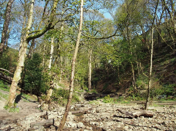 Young Trees Budding Spring Leaves Growing Next Small Stream Running — Stock Photo, Image