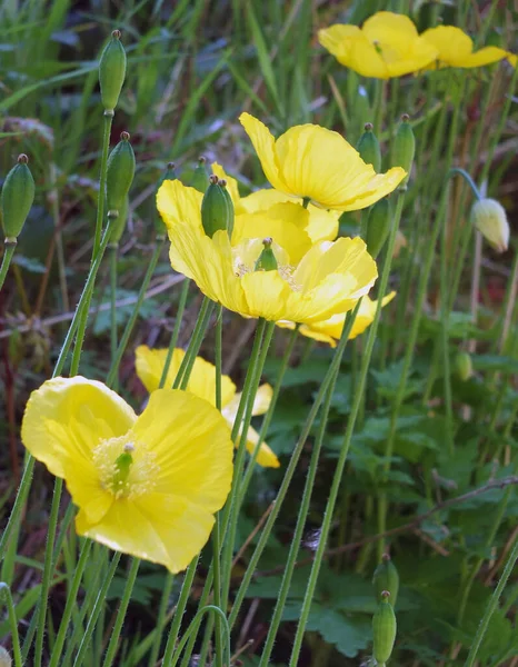 Close Van Felgele Welsh Papaver Bloemen Met Zonovergoten Groene Vegetatie — Stockfoto