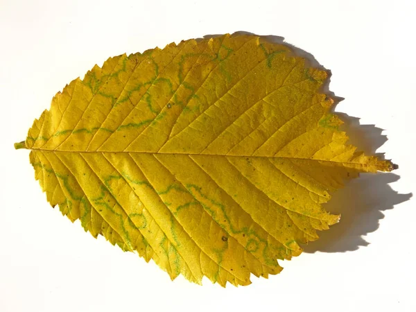 Close Yellow Autumn Leaf Green Mottled Spots White Background Shadow — Stock Photo, Image