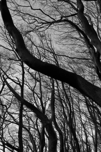 Bare Winter Forest Trees Curved Twisted Branches Silhouette Grey Twilight — Stock Photo, Image