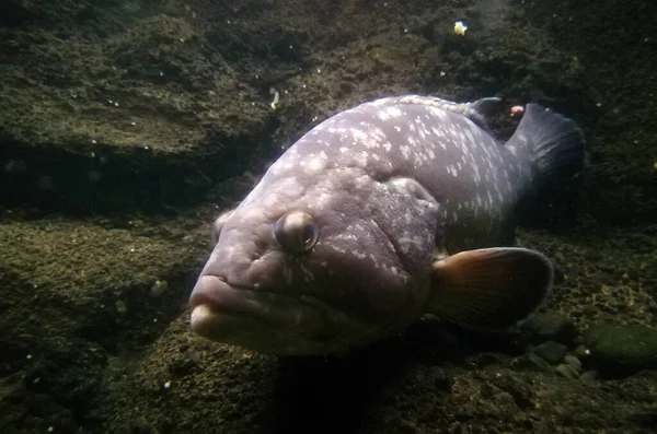 Primo Piano Pesce Cernia Crepuscolare Uno Sfondo Roccioso — Foto Stock