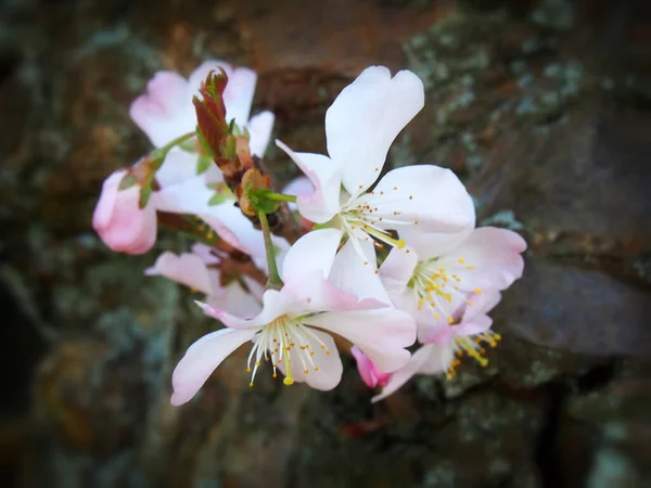Soft Focus Close Pink Almond Blossom Dark Blurred Branch — ストック写真