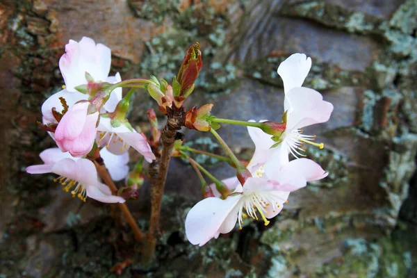 Yumuşak Bir Odak Koyu Bulanık Dalda Pembe Badem Çiçeklerinin Açtığı — Stok fotoğraf