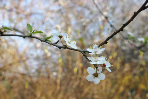 在阳光明媚的春天树的朦胧的自然背景下 使野生的黑荆棘花朵紧密相连 — 图库照片