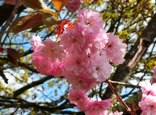 Zblízka Měkké Růžové Třešňové Květy Stromě Obklopené Listy Větvemi Proti — Stock fotografie