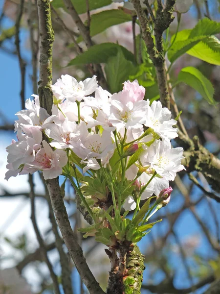 Close White Pink Cherry Blossom Flowers Blurred Bright Blue Spring — ストック写真