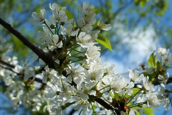 Close White Cherry Blossom Flowers Surrounded Leaves Blurred Bright Blue — ストック写真