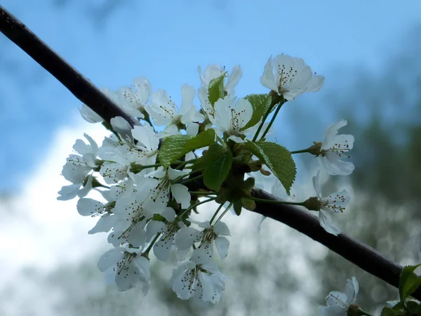 Close White Cherry Blossom Flowers Blurred Bright Blue Spring Nature — Foto Stock