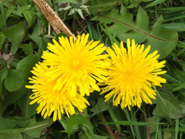 Üç parlak sarı bahar karahindiba çiçeğinin arka planında çimen ve yapraklar var.