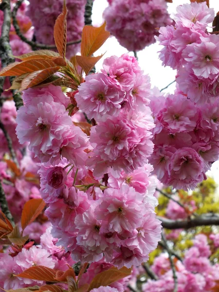 Close Soft Bright Pink Cherry Blossom Flowers Tree Surrounded Leaves — Stockfoto
