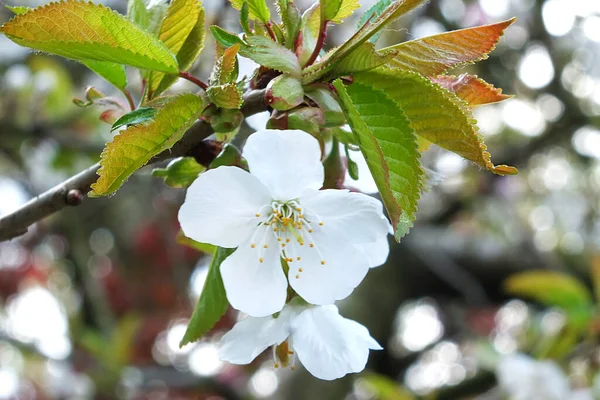 Macro Close White Spring Cherry Blossom Flowers Green Leaves Blurred — Fotografia de Stock