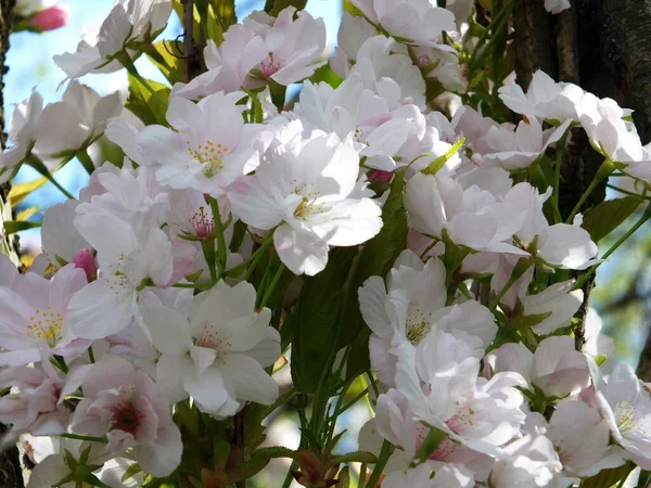 Close Pale Pink Cherry Blossom Flowers Blurred Bright Blue Spring — Fotografia de Stock