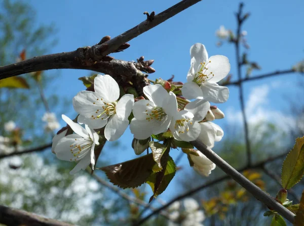 Close White Cherry Blossom Flowers Blurred Bright Blue Spring Sky — Photo