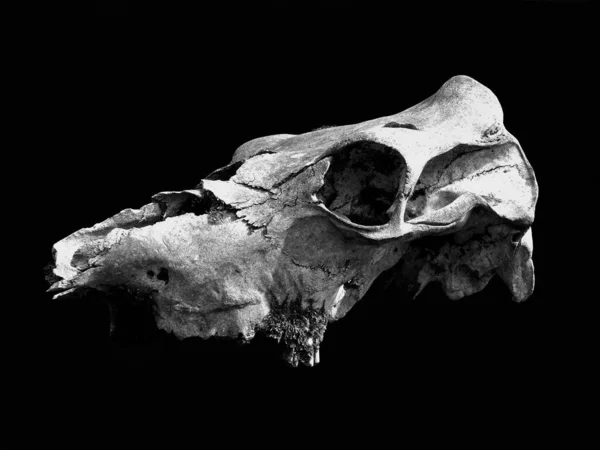 Monochrome Image Old Weathered Cow Skull Cracked Bone Moss Black — Foto de Stock