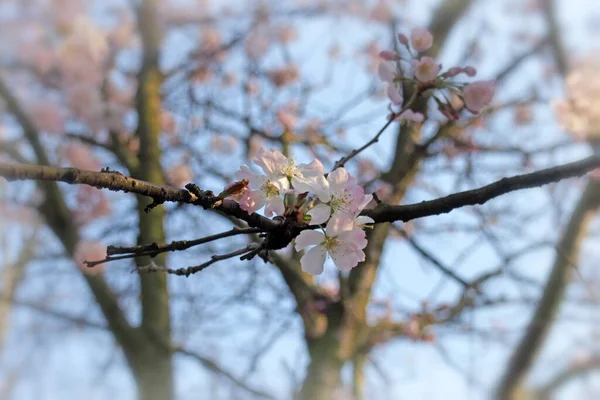 Close White Pink Cherry Blossom Flowers Blurred Bright Branches Blue — Stockfoto