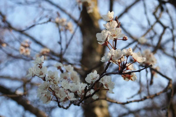 Close White Cherry Blossom Flowers Blurred Bright Branches Blue Sky — Stockfoto
