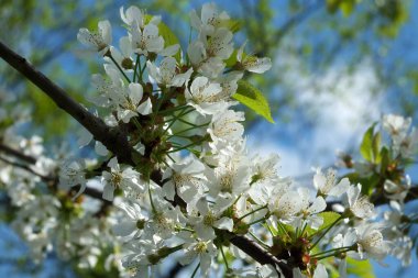 Etrafı yapraklarla çevrili beyaz kiraz çiçeklerine yakın parlak mavi bulutlu bahar gökyüzü
